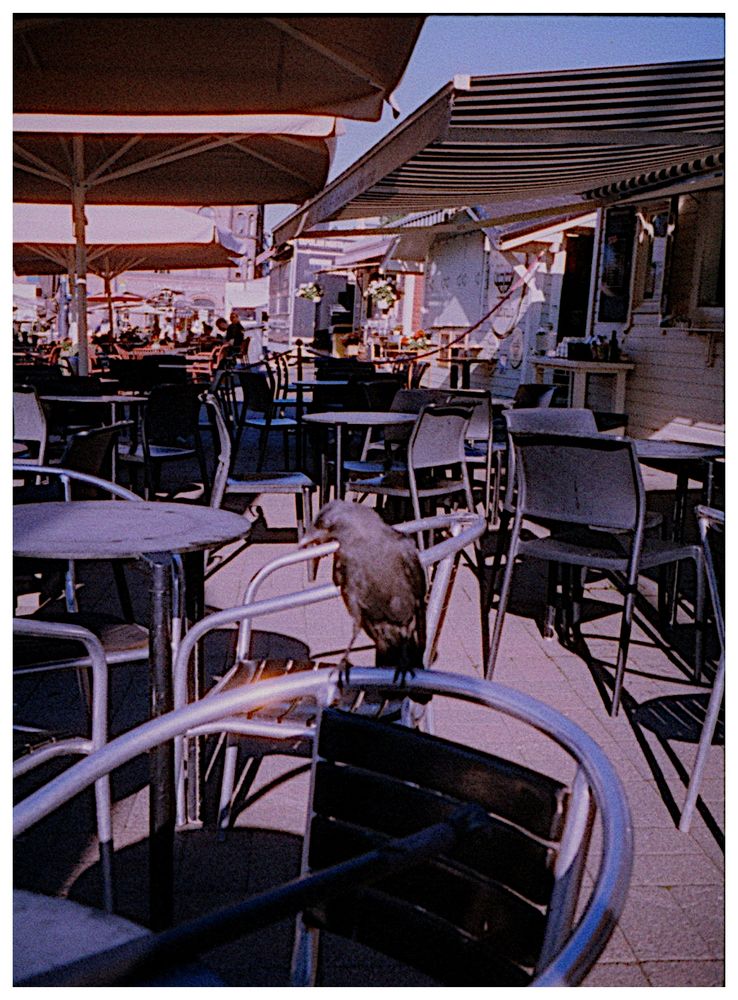 A friendly and curious (and hungry?) jackdaw sitting on the back of a chair at the Laukko Market Square, Tampere.