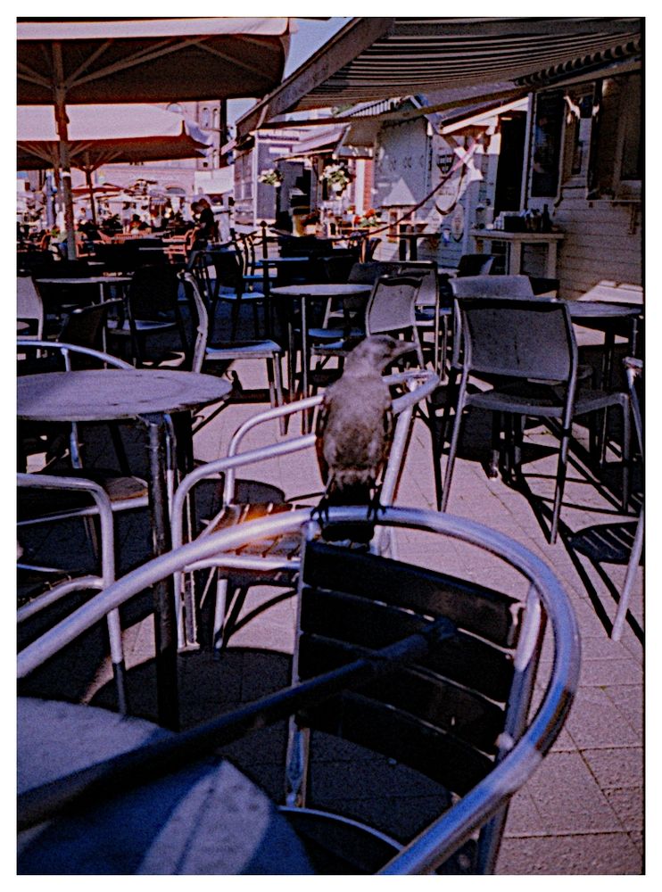 A friendly and curious (and hungry?) jackdaw sitting on the back of a chair at the Laukko Market Square, Tampere.
