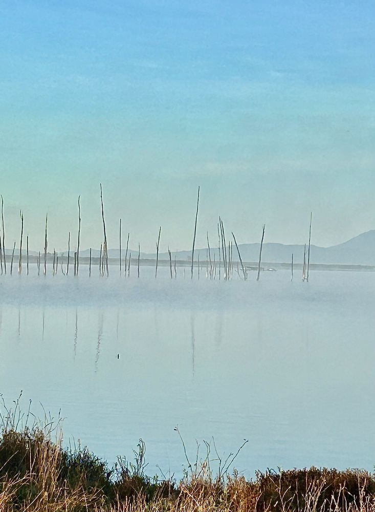 Tall sticks in the water of varying length, low fog on the waters surface. Hills silhouetted in the background.