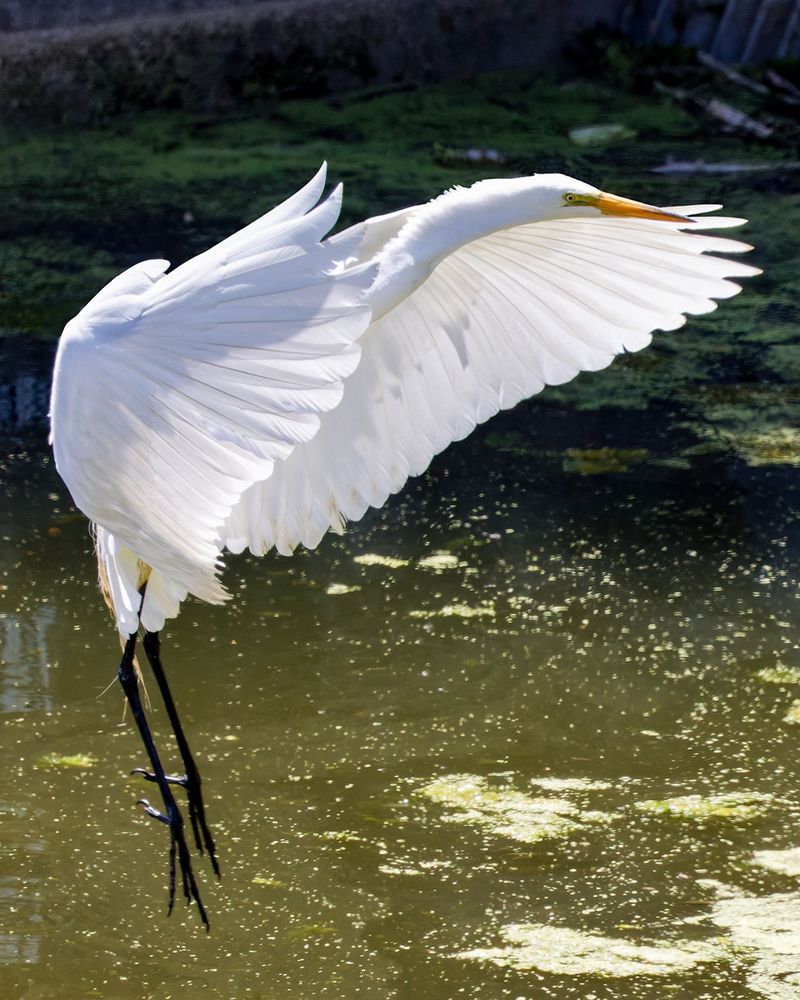 Large white egret in flight above a scum filled pond, wings pointing forward practically enveloping the bird, legs dangling down.