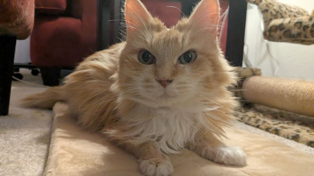 A fluffy orange and white senior kitty resting on a beige heating mat looking at the camera with her intense orange eyes and her two front paws splayed out in front of her