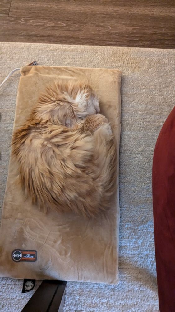 A fluffy orange and white senior kitty sleeping on a beige heating mat curled up like a croissant with her white fluffy chin pointing up to the camera