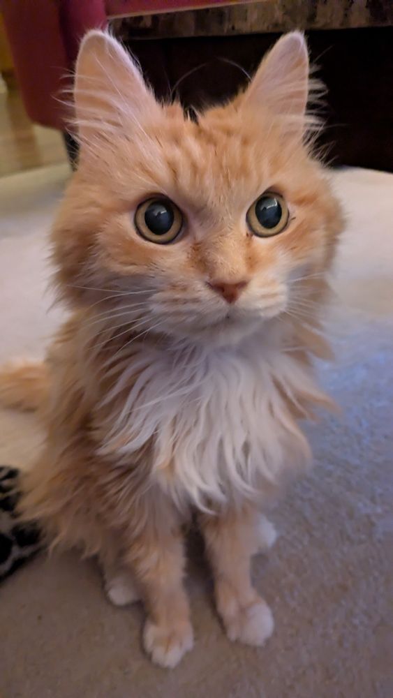 A pretty fluffy orange and white longhair senior kitty stands tall with her fluffy white chest on display and bright orange eyes wide in attention.