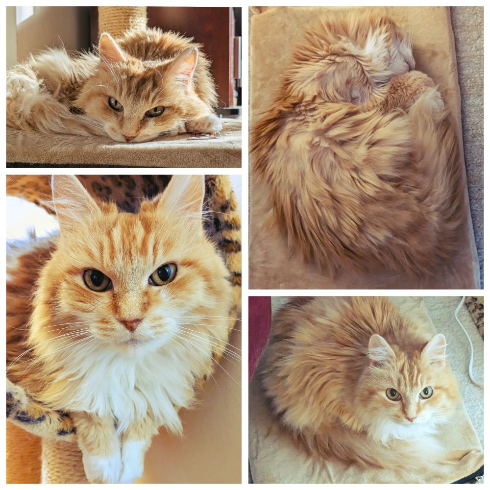 A four grid layout of pictures of Katniss, a beautiful orange and white fluffy cat. In the top left she is laying on her heating mat, in the bottom left, she is sitting in the tube of a small cat tree with her white paws dangling out the front. In the top right she is sleeping, curled up on her heating mat with her white chin up. In the bottom right she is curled in a bun on her heating mat, staring up at the camera, her fluffy tail on full display! 