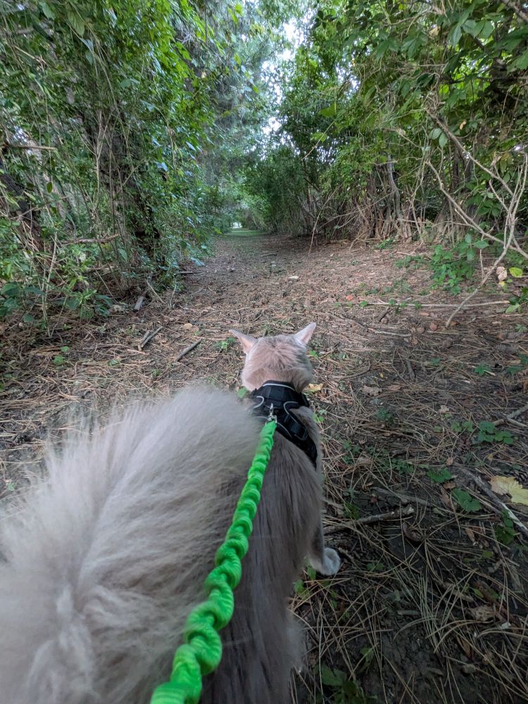A view from behind Cooper the gray fluffy cat as he looks down a long tunnel of vine covered trees and privet hedge