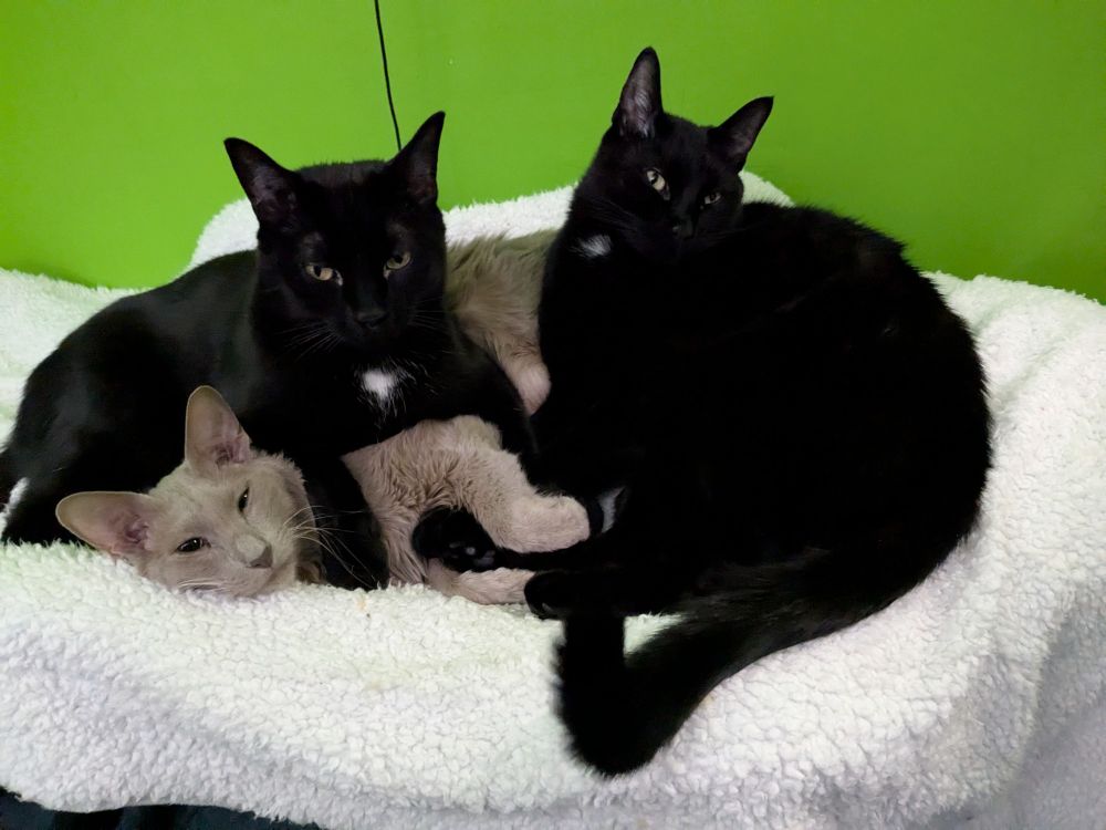 Two black cats lay on top of a fluffy gray cat. They all lay on top of a white blanket together with a bright green background behind them. All three look very satisfied with the situation