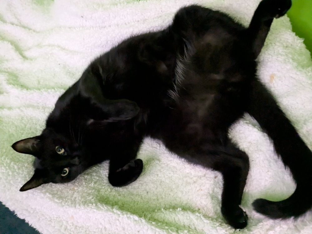 Bug the big black cat lays on his back with his hind legs spread showing off his belly. Probably not worth the risk of petting