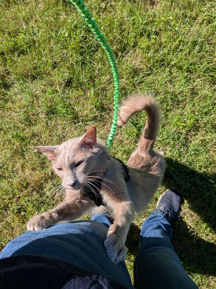 Cooper the gray cat standing on his hind legs and reaching up the leg of his human, indicating he requires picking up