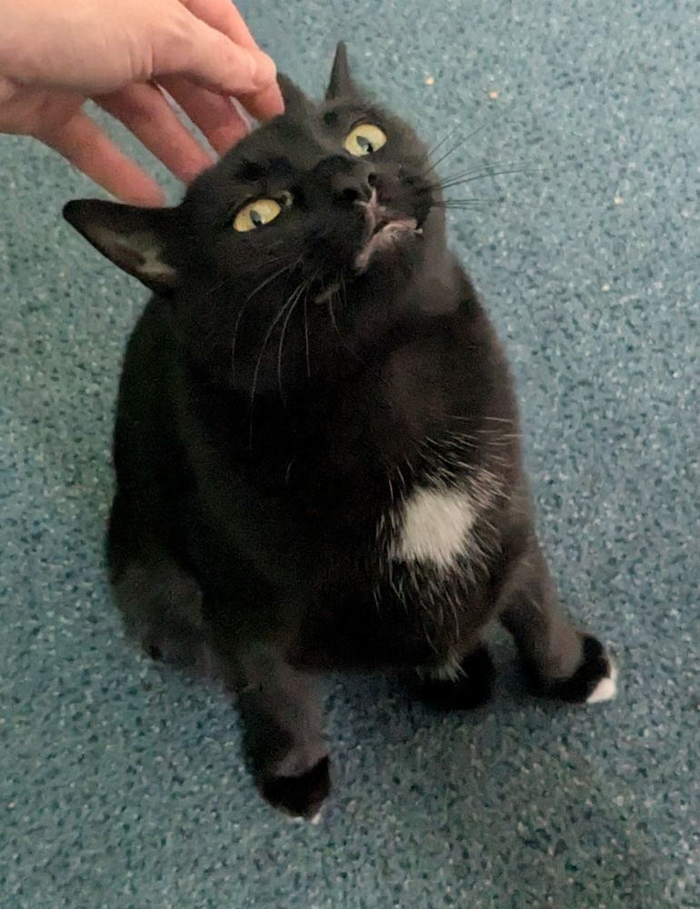 Petey, a black cat sits on a blue carpet. His head is tilted slightly back to receive a head scritch