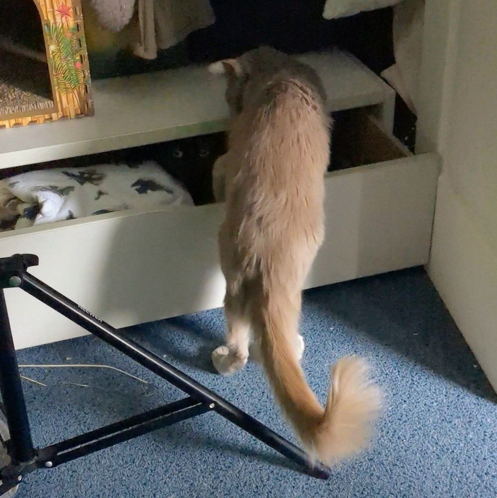 Cooper a gray fuzzy cat is stepping into an open drawer in a closet. In the darkness of the drawer, two eyes can be seen peering out from the void