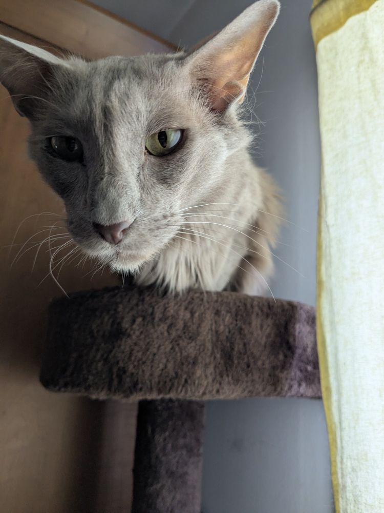 Cooper leans forward on the perch to express his urgency and concern in this very serious matter 