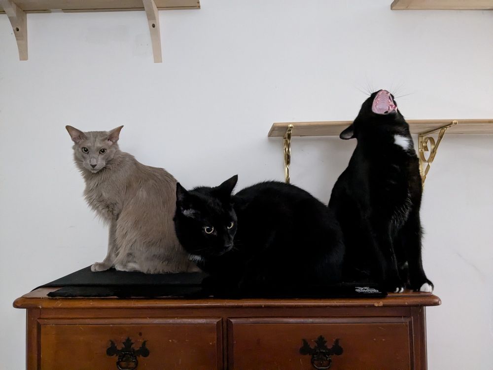 Cooper the gray cat and panther brothers Bug and Petey sit on top of a dresser together. Petey has his mouth fully open and pointed at the ceiling