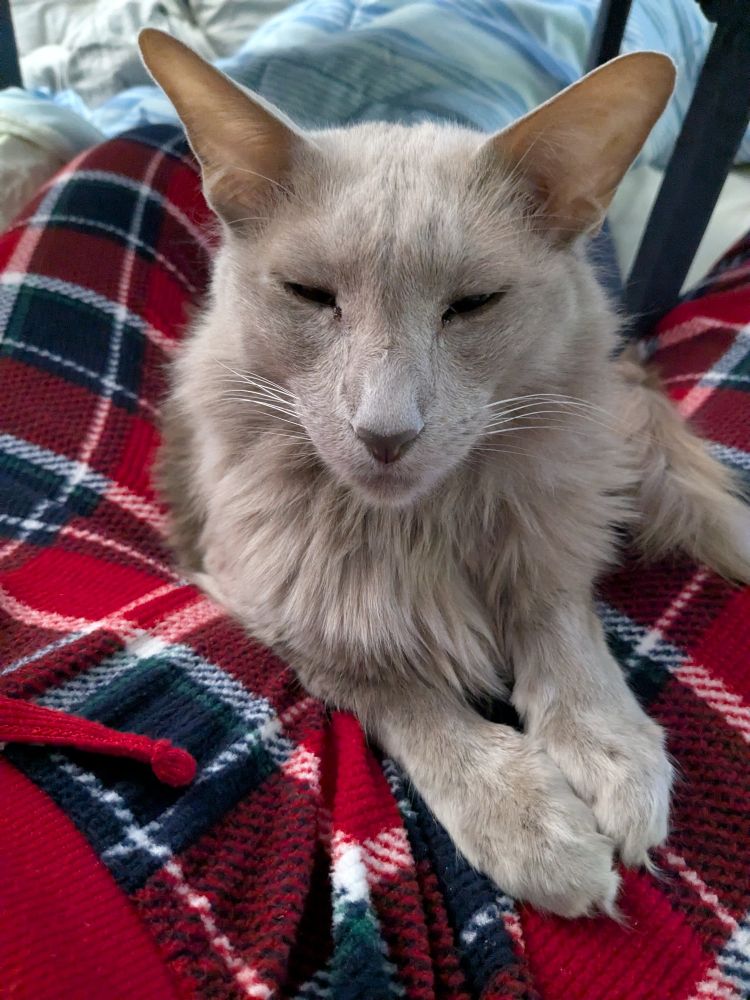 Cooper the gray fuzzy kitty sitting on the lap of some plaid red pajama pants