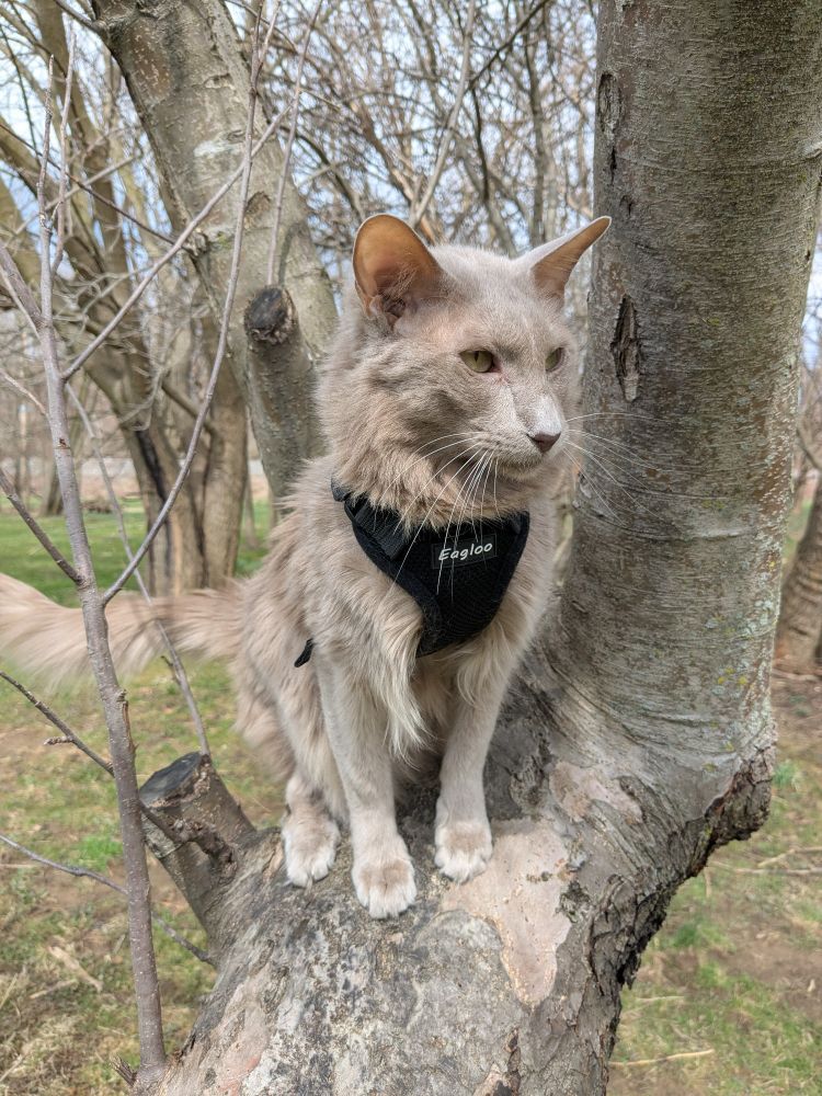 Cooper, the fluffy gray cat sits triumphantly in a tree