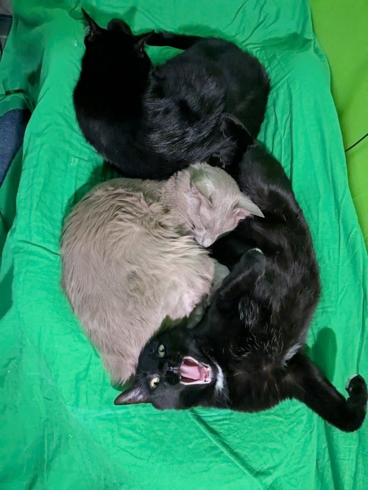 At the top of the photo Bug, the black cat is curled up sleeping. Beneath him is Cooper the gray cat who is also curled up sleeping. Beneath him is Petey the black cat in mid yawn, laying on his back, looking silly