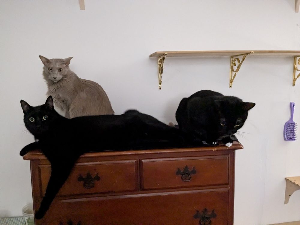 Cooper the gray cat and panther brothers Bug and Petey sit on top of a dresser together. Bug's leg dangles off the dresser in a relaxed pose