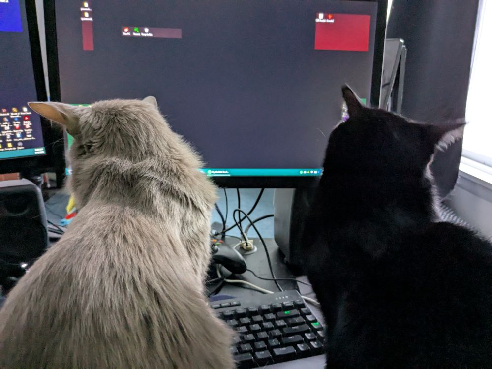 A gray cat and a black cat sit side by side on a desk, intently staring at a computer monitor. The black cat on the right is Bug, seemingly focused on the screen, while the gray cat, Cooper, appears equally engrossed. The setup includes a keyboard and a few monitors, creating a scene of feline concentration.