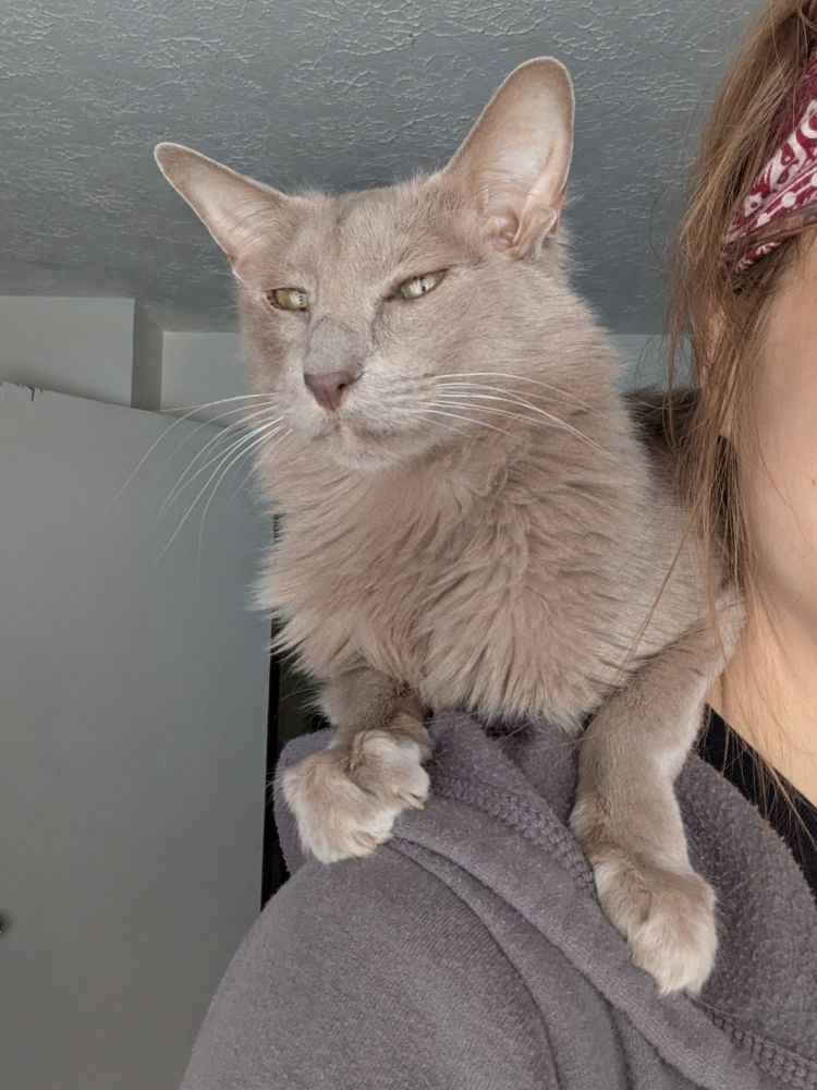 Cooper the gray cat perched on the shoulder of a human