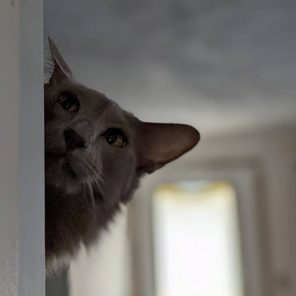 A gray cat head peeks out from behind the side of a door with a questioning look