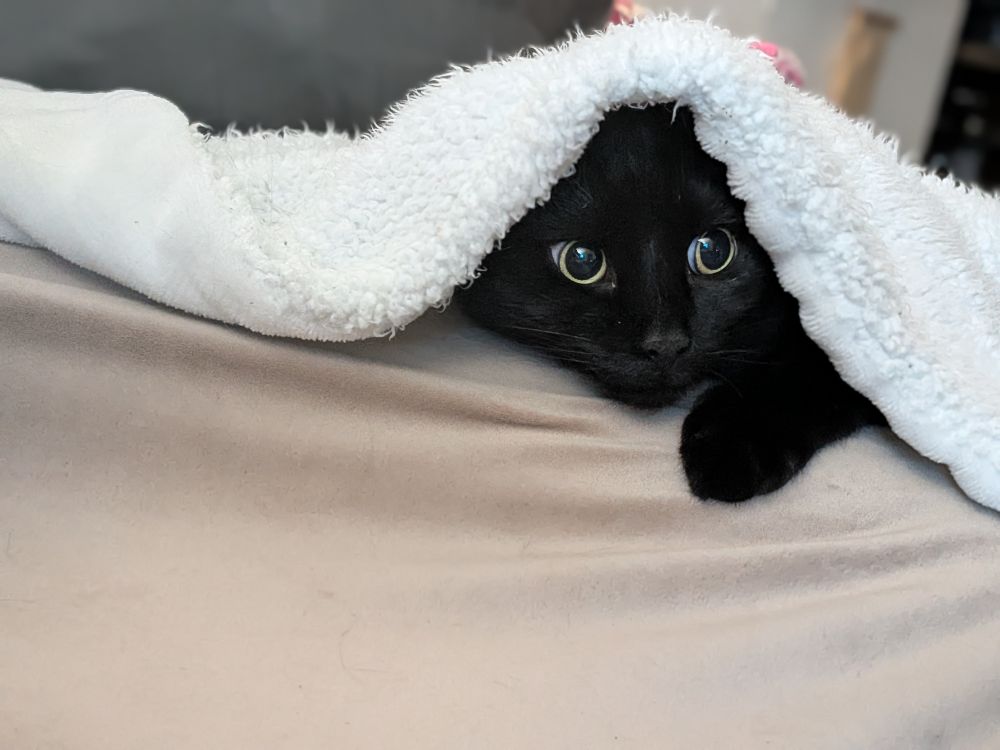 Bug the black cat peeks out from under a fuzzy white blanket. Only his face and one paw are visible