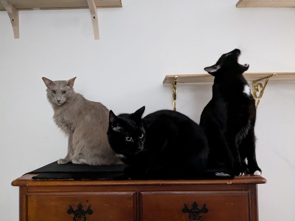 Cooper the gray cat and panther brothers Bug and Petey sit on top of a dresser together. Petey has his mouth partly open mid yawn