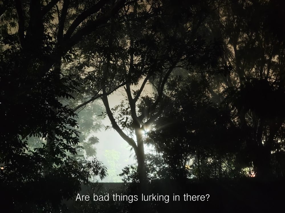 An image of mist through the trees in the street light glow over my back fence at 04.00