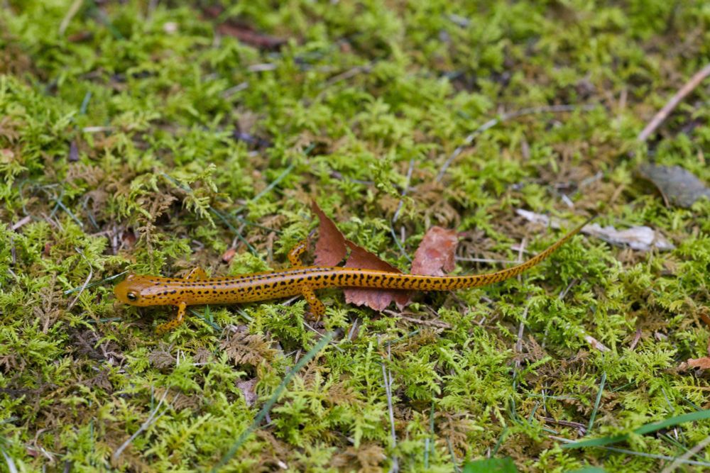 An orange-brown salamander on a mossy surface. It is covered in tiny black markings in more or less irregular rows down the entire length of the body and tail. The salamander is long and slender. Its tail is longer than the head and body combined. It is heading to the left in the picture.