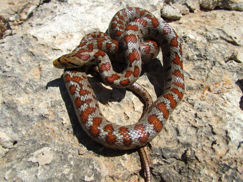 A grey rat snake is curled up on some mostly light grey rocks. Along the back of the snake there are reddish brown blotches with black borders. The snake has black markings on its head. It is looking to the left in the picture. 