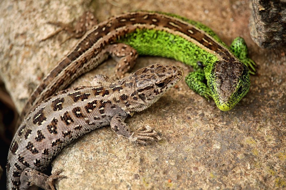 Two lizards are sitting on a rock. The female is light brown with dark brown markings. Inside the dark spots there are one or two tiny light spots. Two light stripes run along the back. The male is darker coloured and the sides of the head and body as well as the front legs are green. The female is pointing her head towards the male (and to the right in the picture) and the male is pointing its head towards something just below the camera.