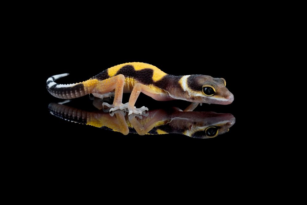 A mostly brown and yellow lizard is sitting on a black, shiny surface. There is a white line behind its head which continues under the eye to the snout. There are also white markings on top of the tail. The legs are yellow/orange with white toes. The lizard is looking to the right in the picture.