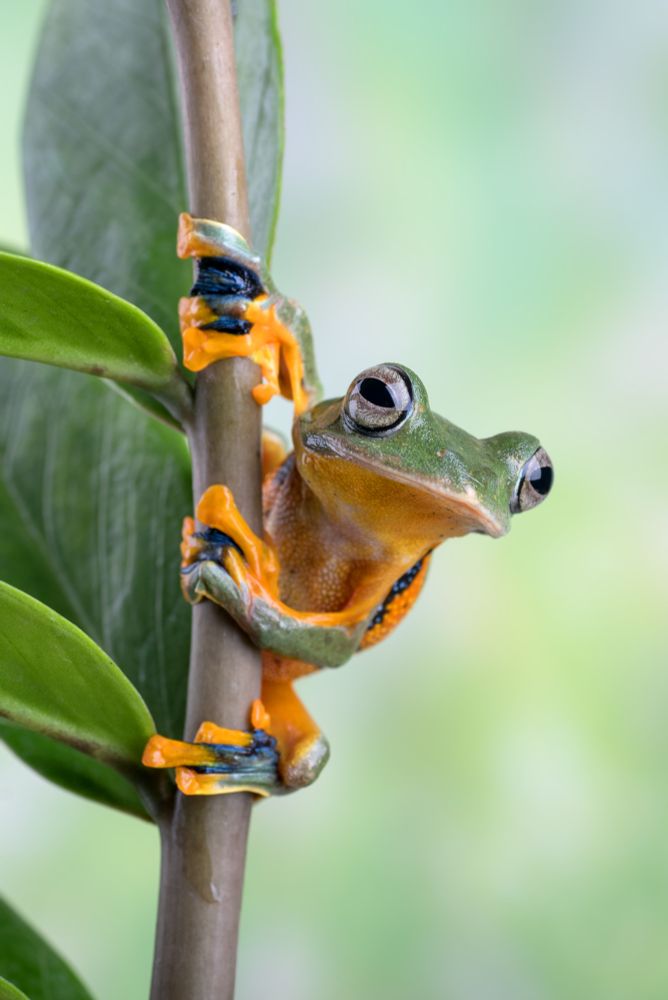 A green frog is holding on to vertical plant stem. The frog is white around its mouth, orange on its belly and on the inside of the arms and legs. Fingers and toes are orange, green  and blue. There are a number of green leaves to the left of the frog. The frog is looking slightly to the right of the camera.
