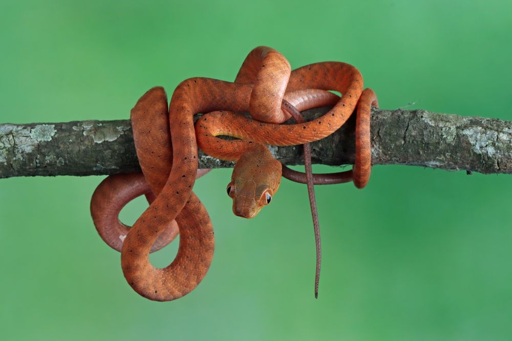 A reddish brown snake is curled up on a branch. The body shows dark brown bands. The snake is looking down.