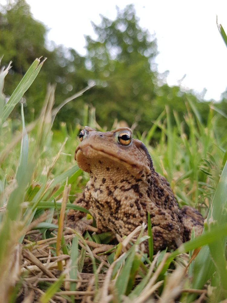 A brownish toad is sitting in some green grass. It has dark markings on the arms, head, throat and belly. The toad is looking to the left of the camera.
