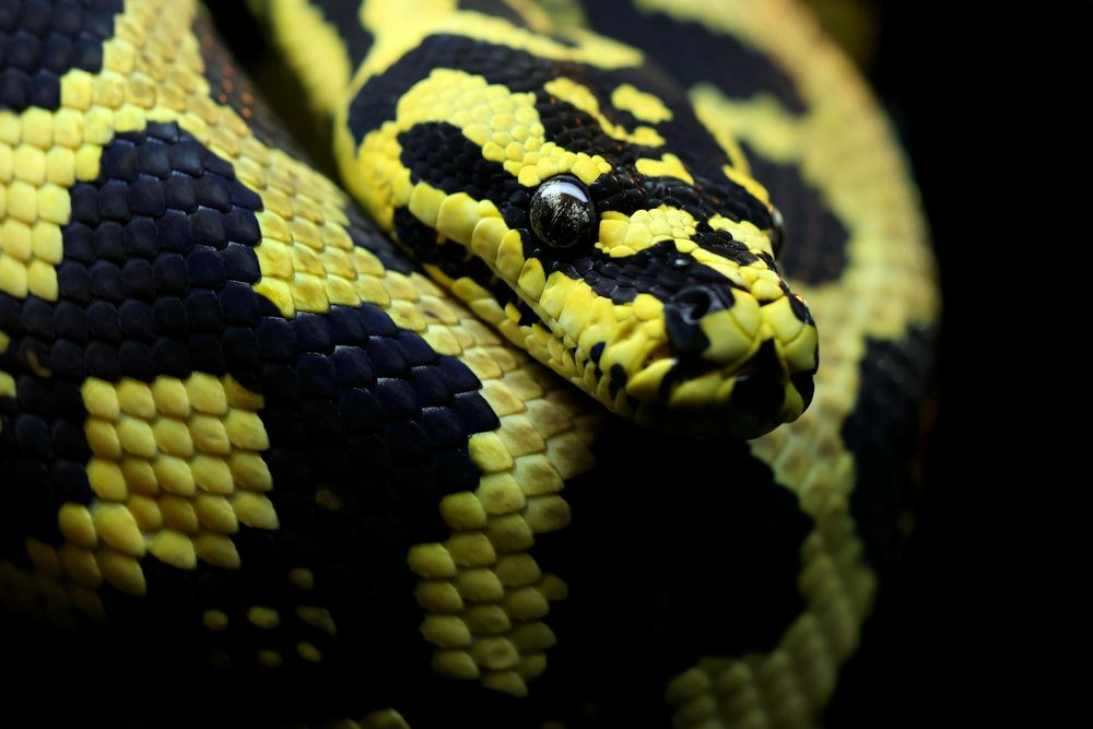 A bright yellow snake with jet black patches is curled up. The snake is looking to the right of the camera..