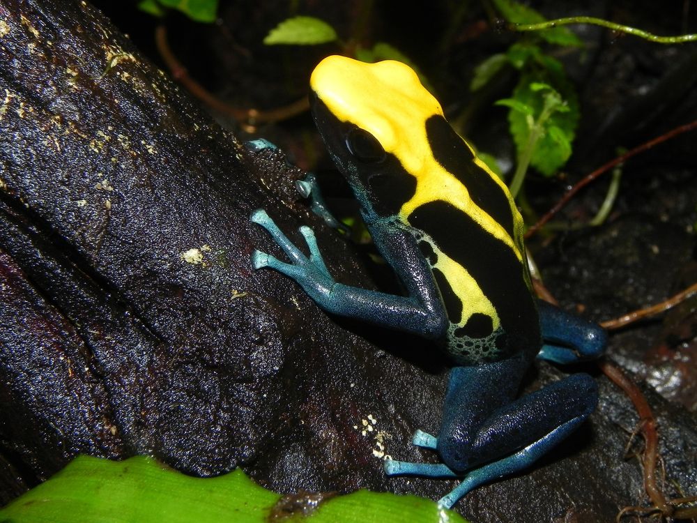 The picture shows a frog with yellow and black on its back and sides, light blue feet and hands. It also has yellow markings on top of its head. The frog is sitting on a piece of wood. It is looking up and to the left in the picture.