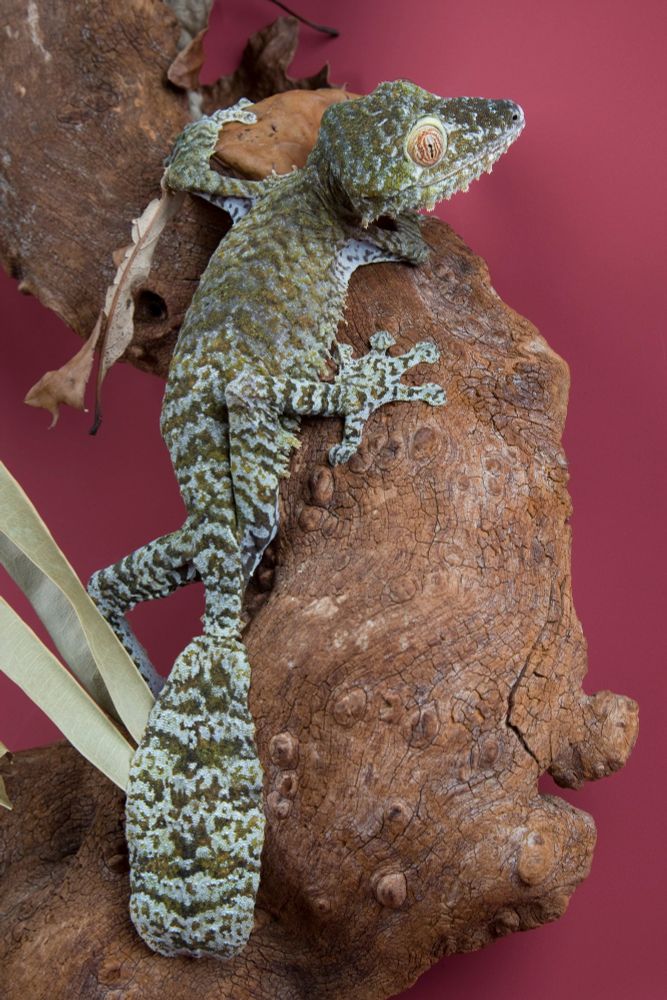 A mostly grey lizard is sitting on a brown piece of wood. The lizard is mottled in brown across much of its head, body, limbs and tail. It has turned away from the camera and is looking to the right in the picture.