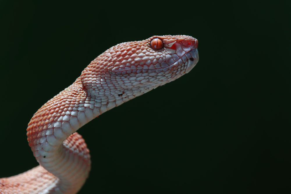 The head and front part of a reddish brown snake on a black background. The head and neck are raised from whatever the snake is climbing. The belly and throat is whitish. The eyes are orange with black vertical slit pupils. The snake is looking to the right of the camera.