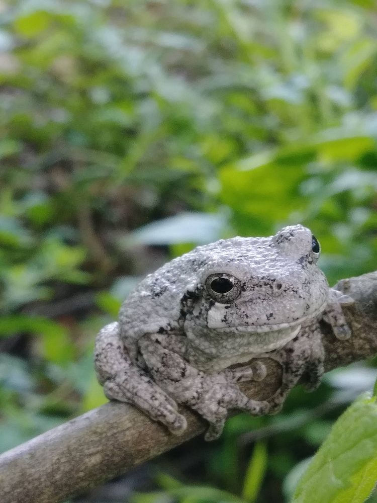 A light grey tree frog with darker grey markings is sitting on a naked branch. The frog is staring at something just to the right of the camera. Lots of out-of-focus green leaves can be seen in the background.