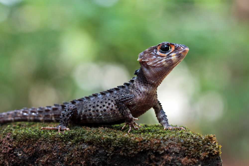 A lizard on some moss. It is dark grey with some light-coloured markings on the jaw, the throat, the sides and the tail. It has orange rings around its eyes. The lizard is looking to the right in the picture.
