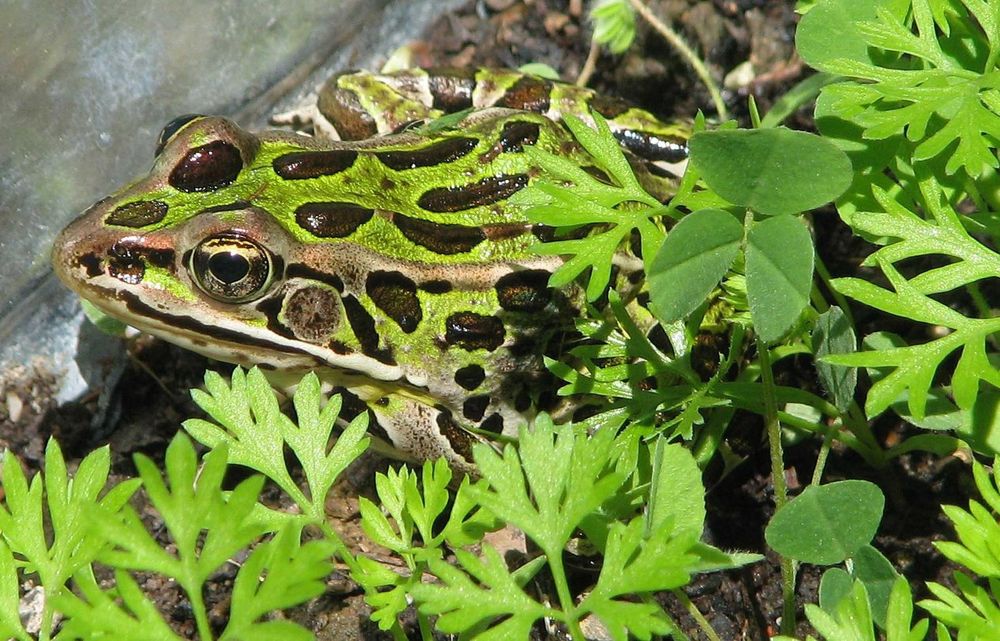 A mostly green frog is partly hidden among green plants. The frog has a line starting at the snout, going below the eye and along the lower side of its body and another one starting at the snout, going through the eye and along the body between the side and the back. Though not really visible in the picture, it's safe to assume that similar lines are found on the other side of the body. The frog is covered in large dark spots. It is looking to the left in the picture.