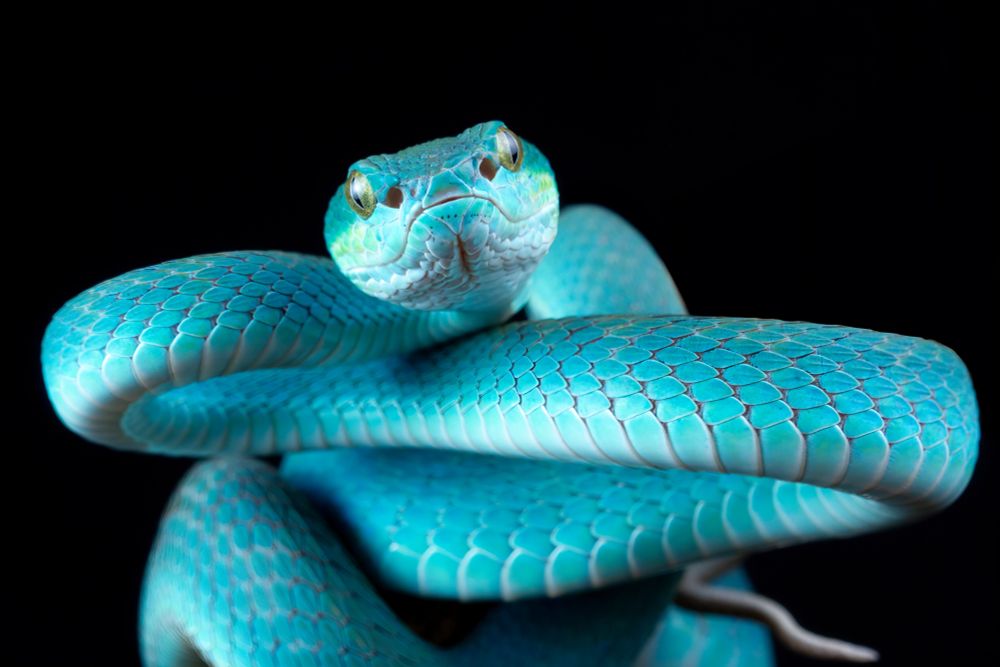 A blue snake is partly curled up in a defensive position. It is looking directly at the camera. The colour is darker along its back and on the top of its head. It gets progressively lighter down the side of its body and the side of the head. The jaw and belly is a very light blue with some white in between the scales.