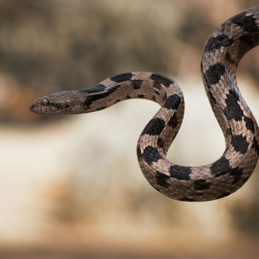 The front half of a snake holding the front half of its body in an S-shape mid-air. The snake is grayish beige with large dark brown spots on its neck, back and sides. The snake is looking to the left in the picture.