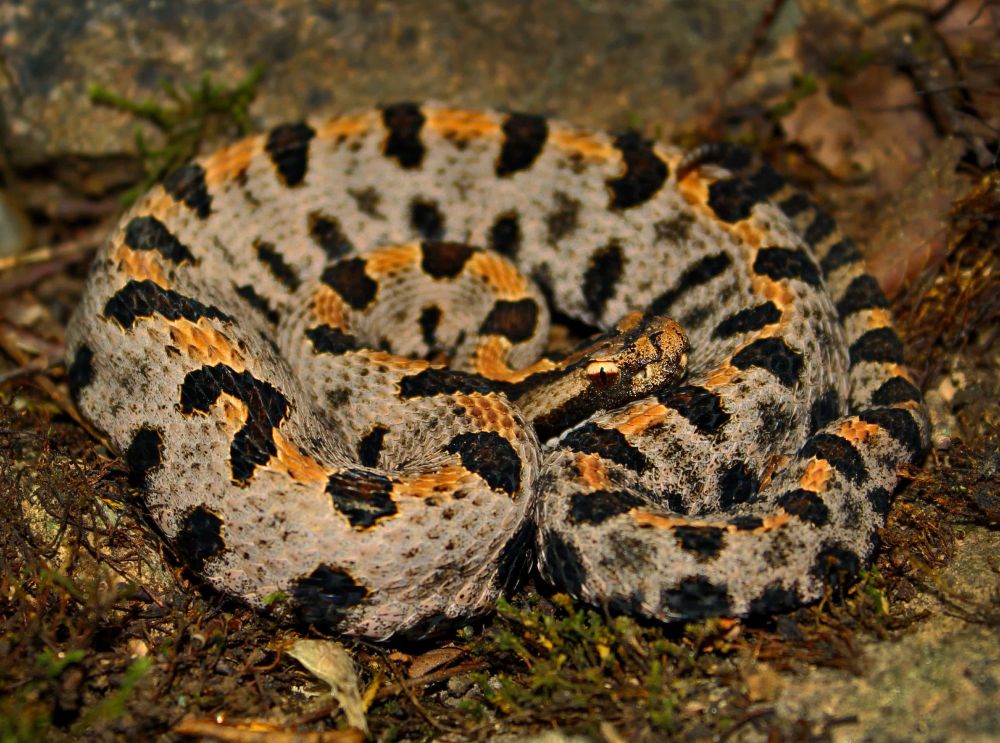 A snake is curled up on the ground. It is light gray with Black blotches and orange markings along their backs. This snake is resting its head on part of its body and is looking to the right in the picture.