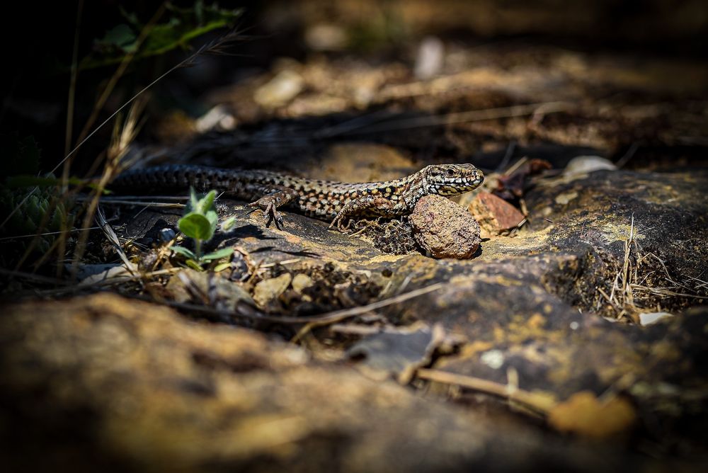 A mostly brown lizard is on the ground. It is dark brown with yellowish and white spots. It is looking to the right in the picture.
