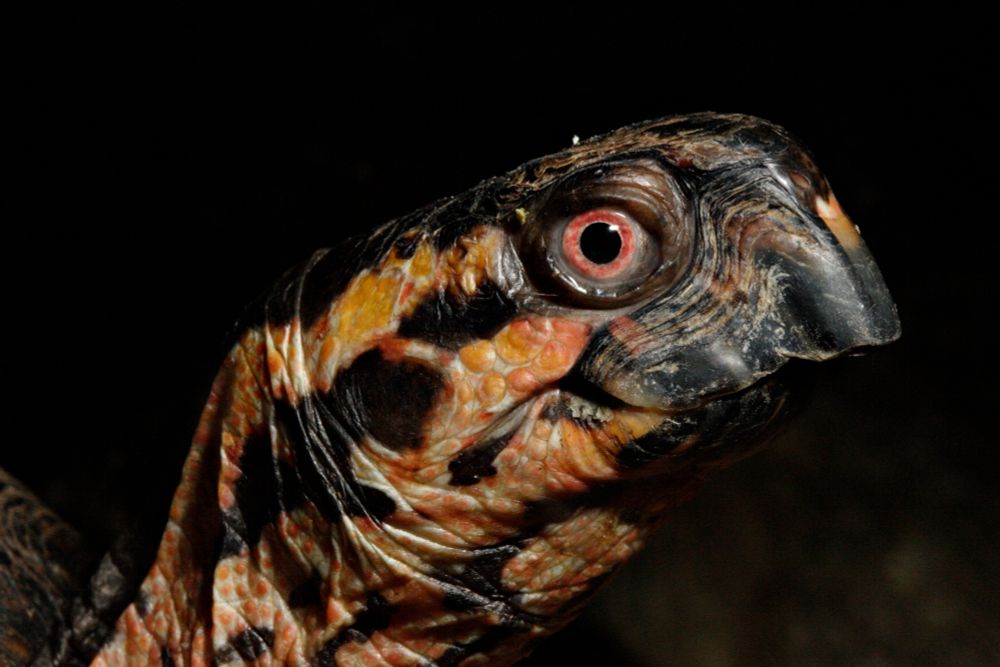 The head of a turtle on a black background. The turtle is mottled in black, dark grey and orangey brown. The one visible eye is red with a black pupil. The turtle is looking to the right in the picture.
