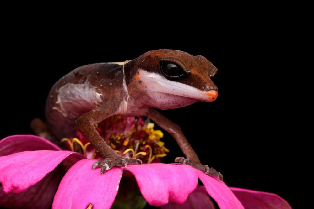 A brown gecko is sitting on a pink and yellow flower. Its jaw is white and behind its head, a bit of white can be seen. The gecko has a few tiny white specks on its body. It has a few bits of old skin hanging from its side and neck.