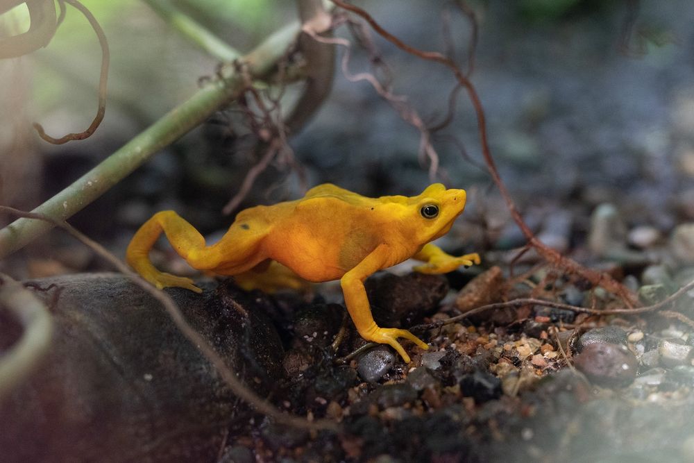 A bright yellow toad with is sitting among some very fine plant roots. The toad is looking towards the right of the picture.