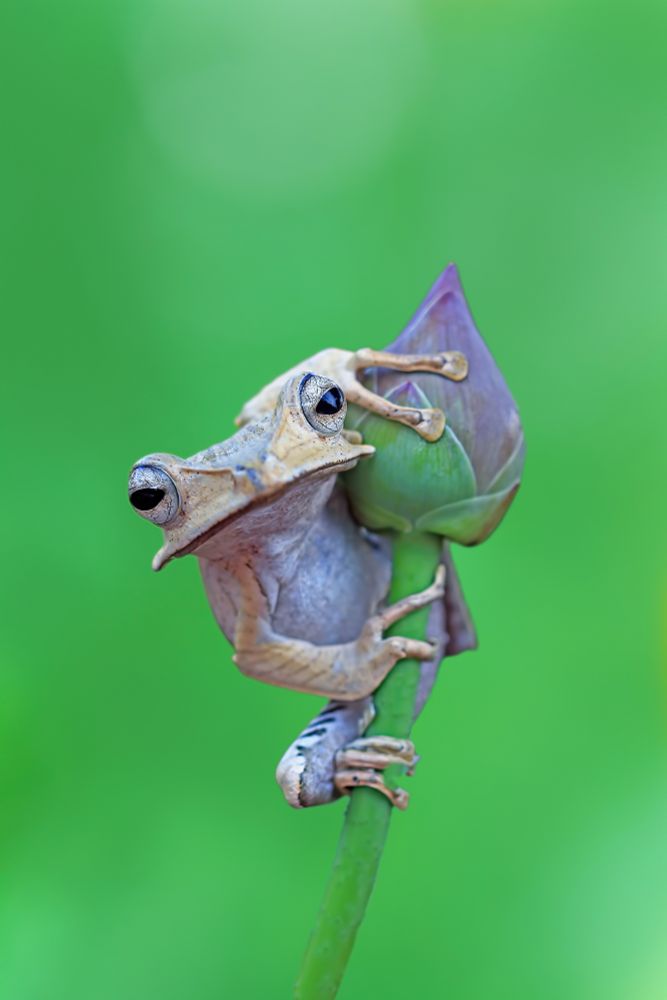 A mostly brown frog is holding on to a flower stem and bud. It has a white belly and throat. The frog has black pupils and is staring directly at the camera.