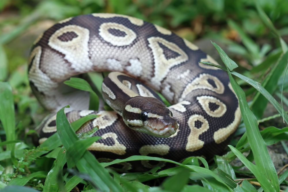 A greyish snake is curled up on the ground among dark green plants. The body is covered in large creamy coloured blotches, each of which is bordered by dark brown or black markings. Within each blotch is a dark area in the same greyish colour as most as the snake.. Above the eyes, along the neck and on the first part of the back, some creamy coloured stripes can be seen. It has black horizontal lines going through the eyes. The snake is looking slightly to the right of the camera.