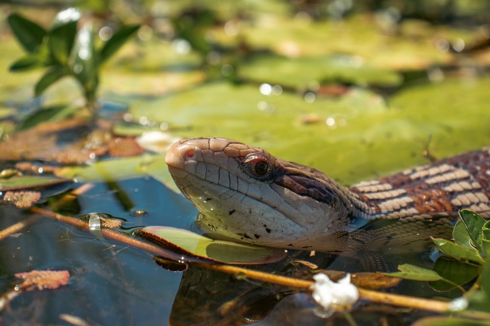 The head and part of the back of a lizard is sticking out of the water. The throat is almost white. It is brown on top of the head. It has light and dark brown as well as black markings on its body. Around it can be seen a number of large water lily leaves and a couple of other green plants , The lizard is on its way towards somewhere to the left of the camera.